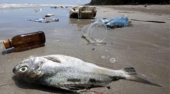 塑料微粒正迅速积聚 7.9万吨塑料漂浮太平洋垃圾带